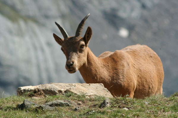 Горный козел на Кавказе
