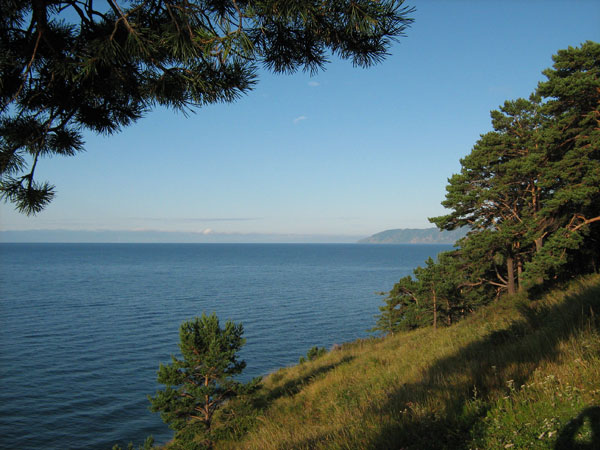 Сосны на берегу озера Байкал