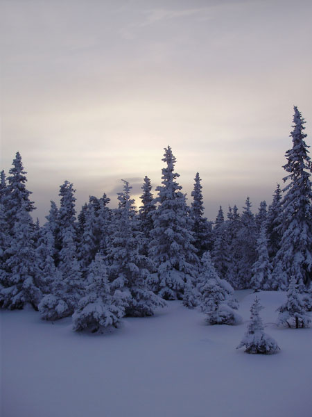 Вечер над зимним лесом на склонах хребта Зигальга